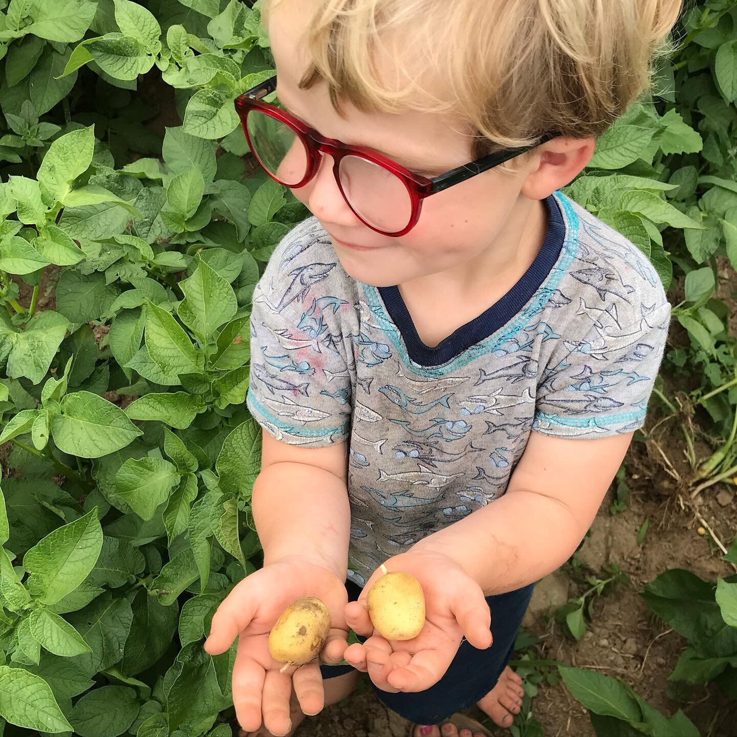 Freshly-dug, beyond-tender, new potatoes coming to  @damariscottafarmers market this Friday 9 to noon at the @coastalriverstrust Round Top Farm #tatertot  #mainefarms #mofgacertifiedorganic #damariscotta