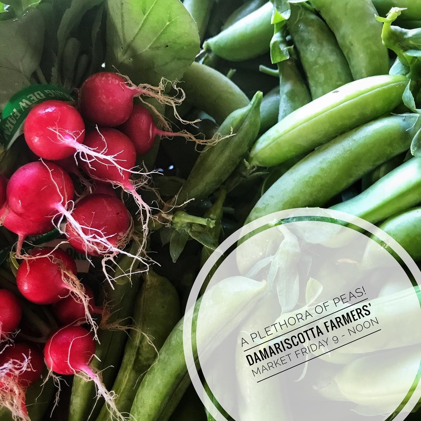 Today! Friday! So many snap peas! And we have a new system to help the line more along faster. @damariscottafarmers at the @coastalriverstrust Round Top Farm in #Damariscotta