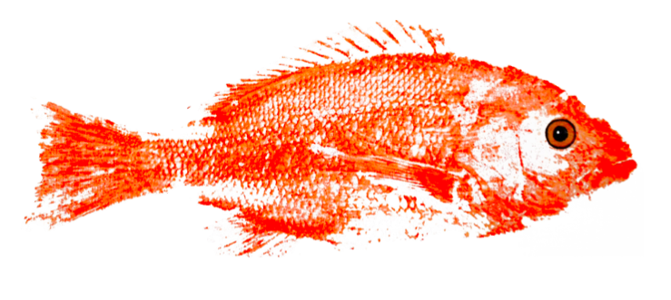snappergood.png