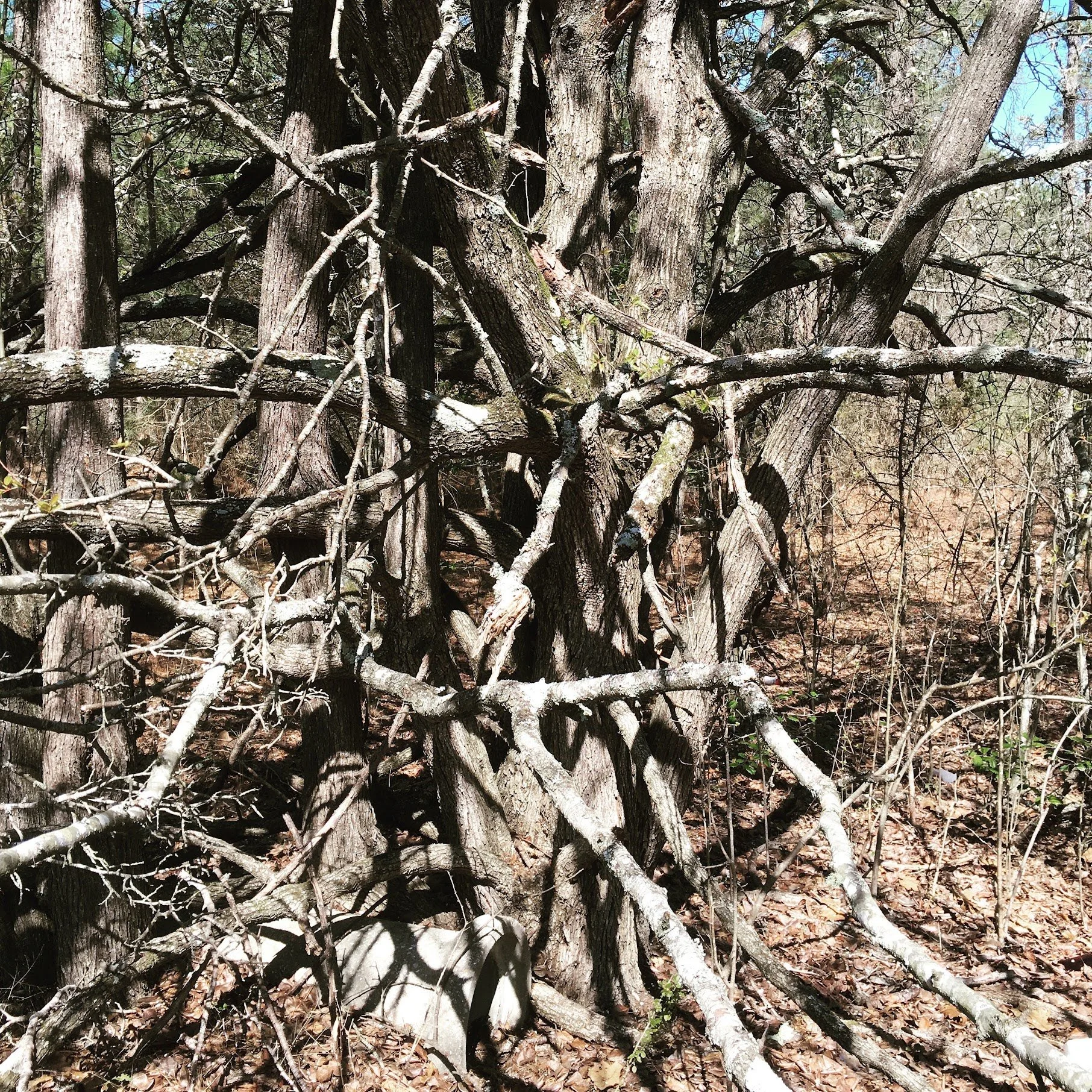 photos library - 3834.jpeg