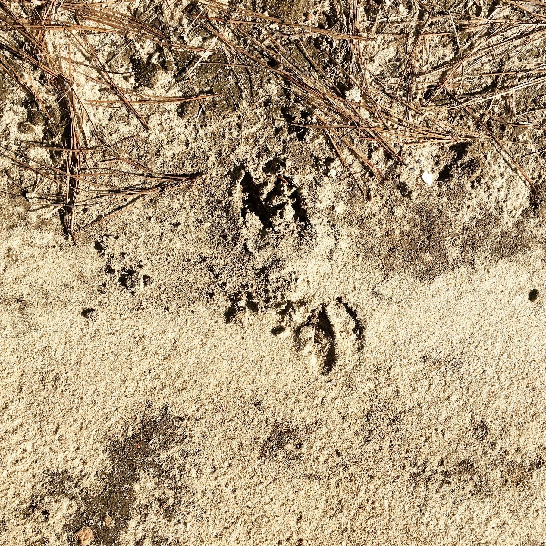 photos library - 3655.jpeg