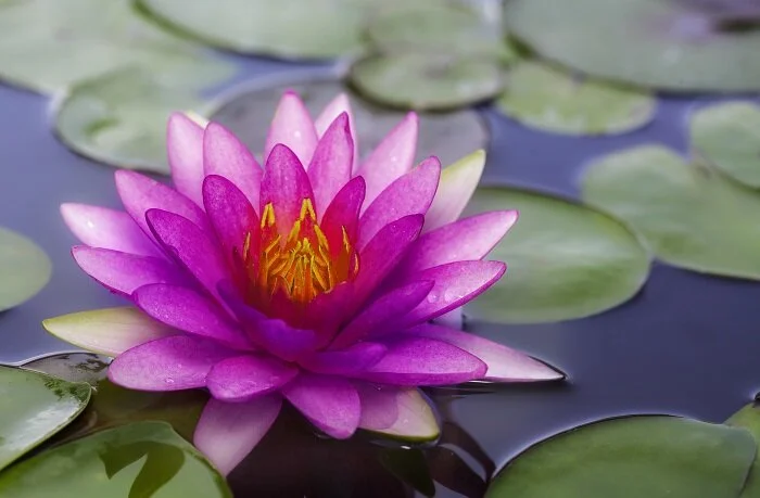 Lotus Routine Immersion