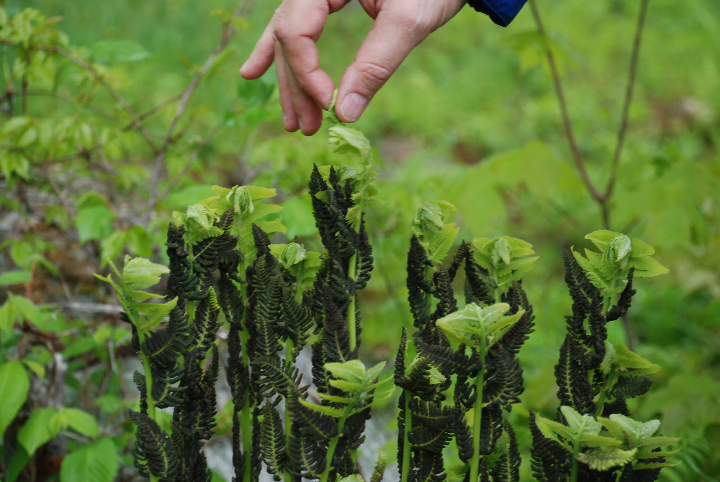 Green chemistry innovation factory