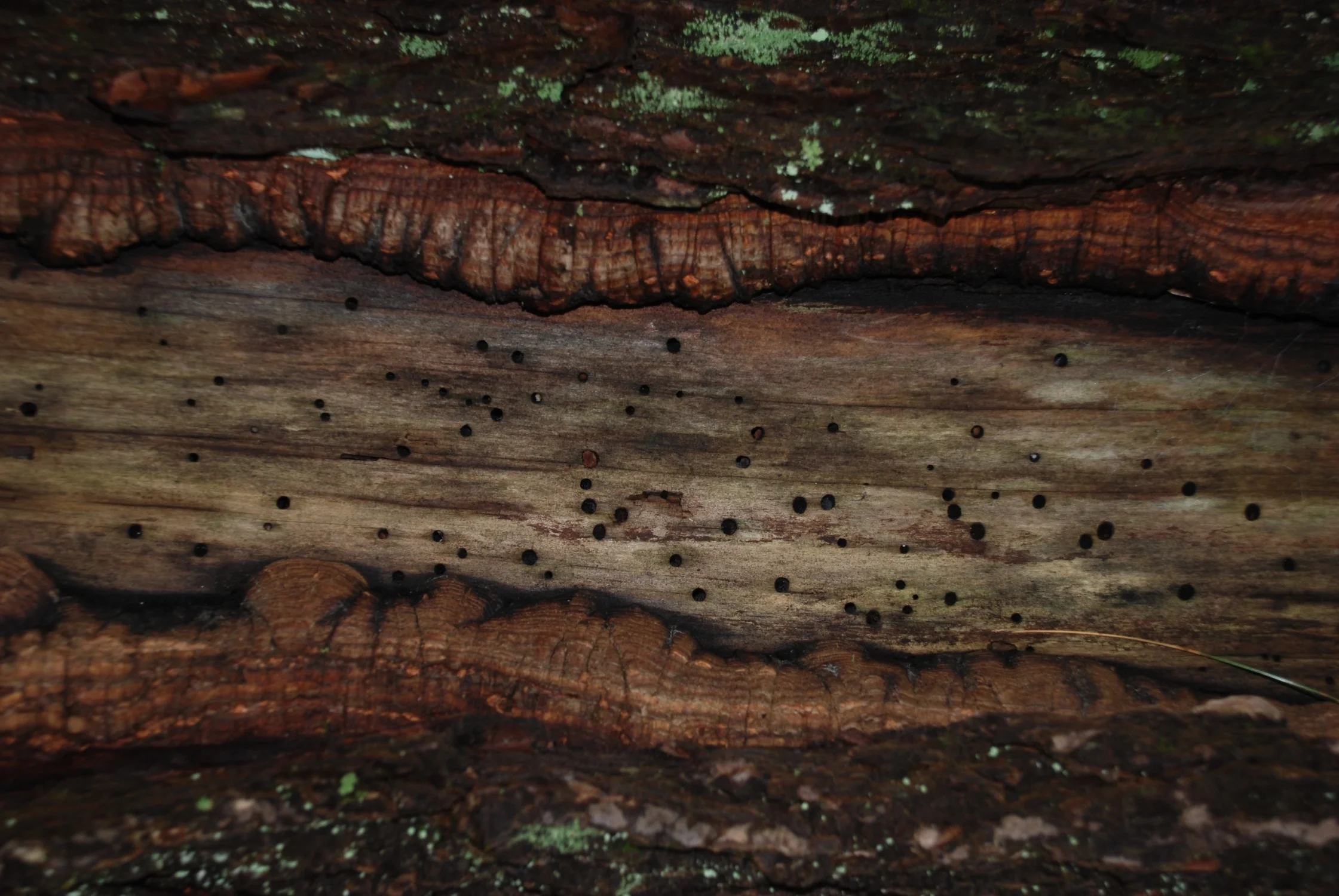 maintaining integrity through self renewal