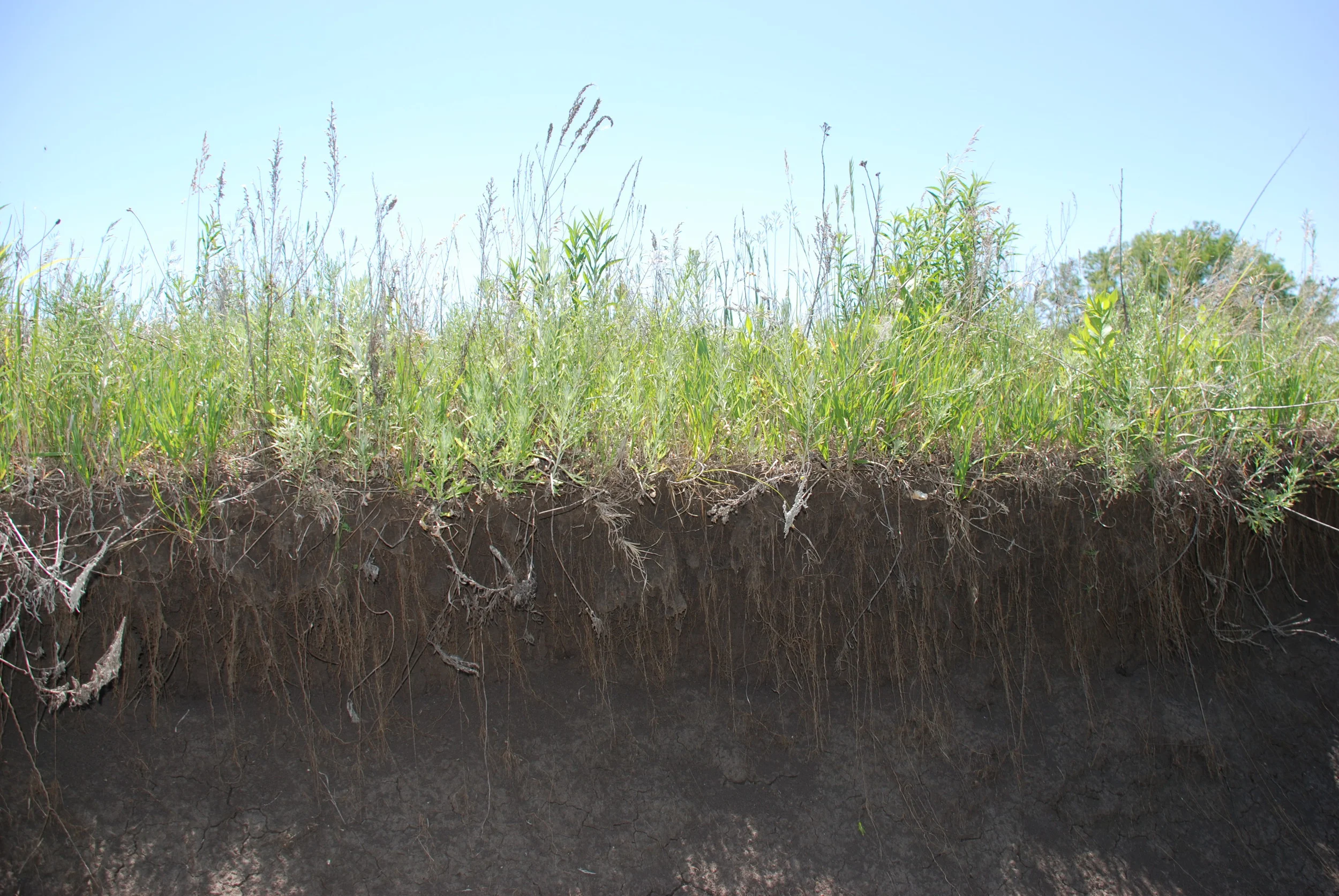 resilience through variation, redundancy, and decentralization