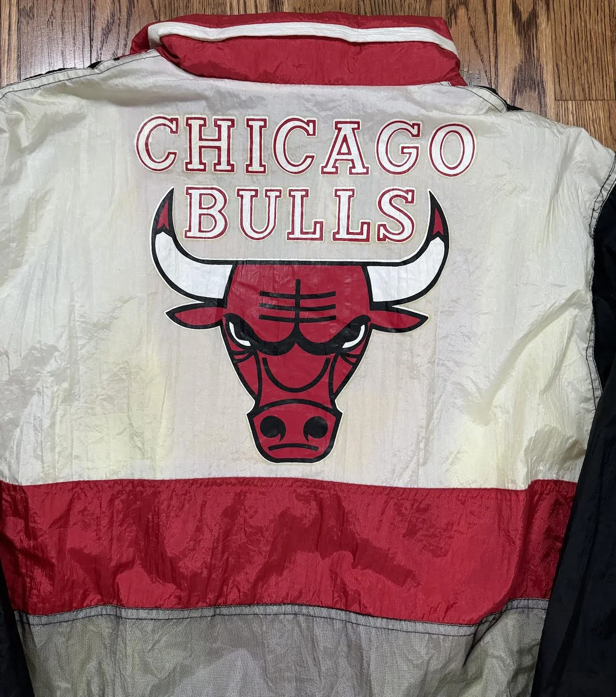 bulls close up .jpg