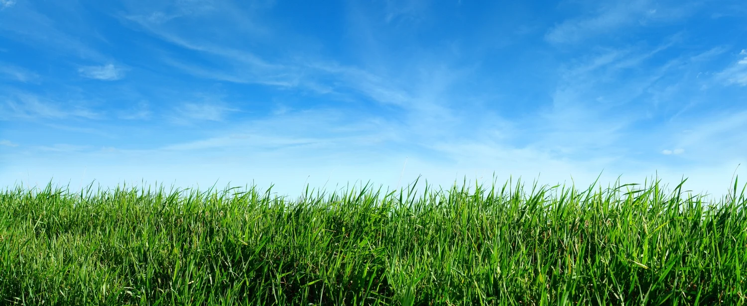 SummerSky&Grass22613.jpg