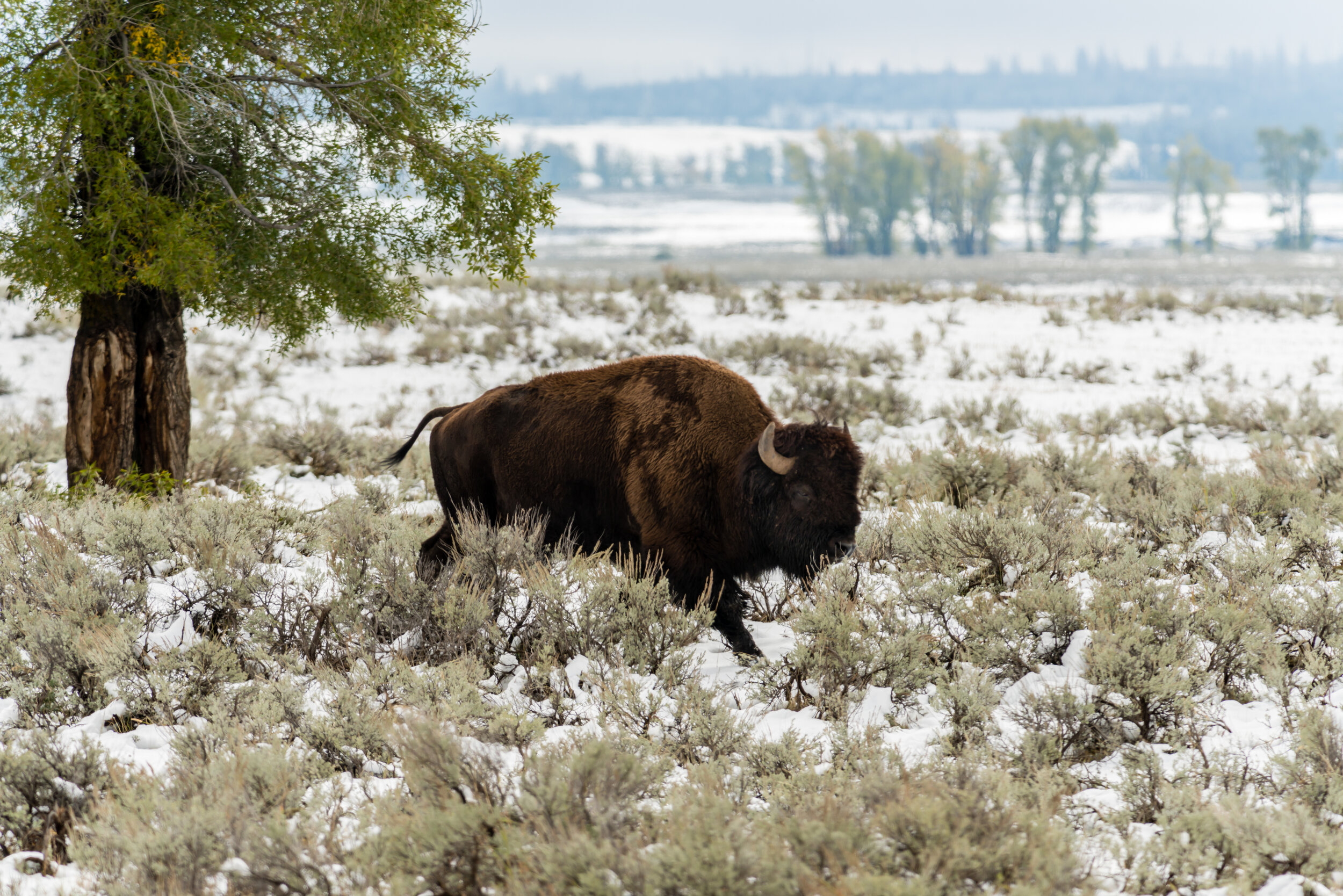 _DSC5424.jpg