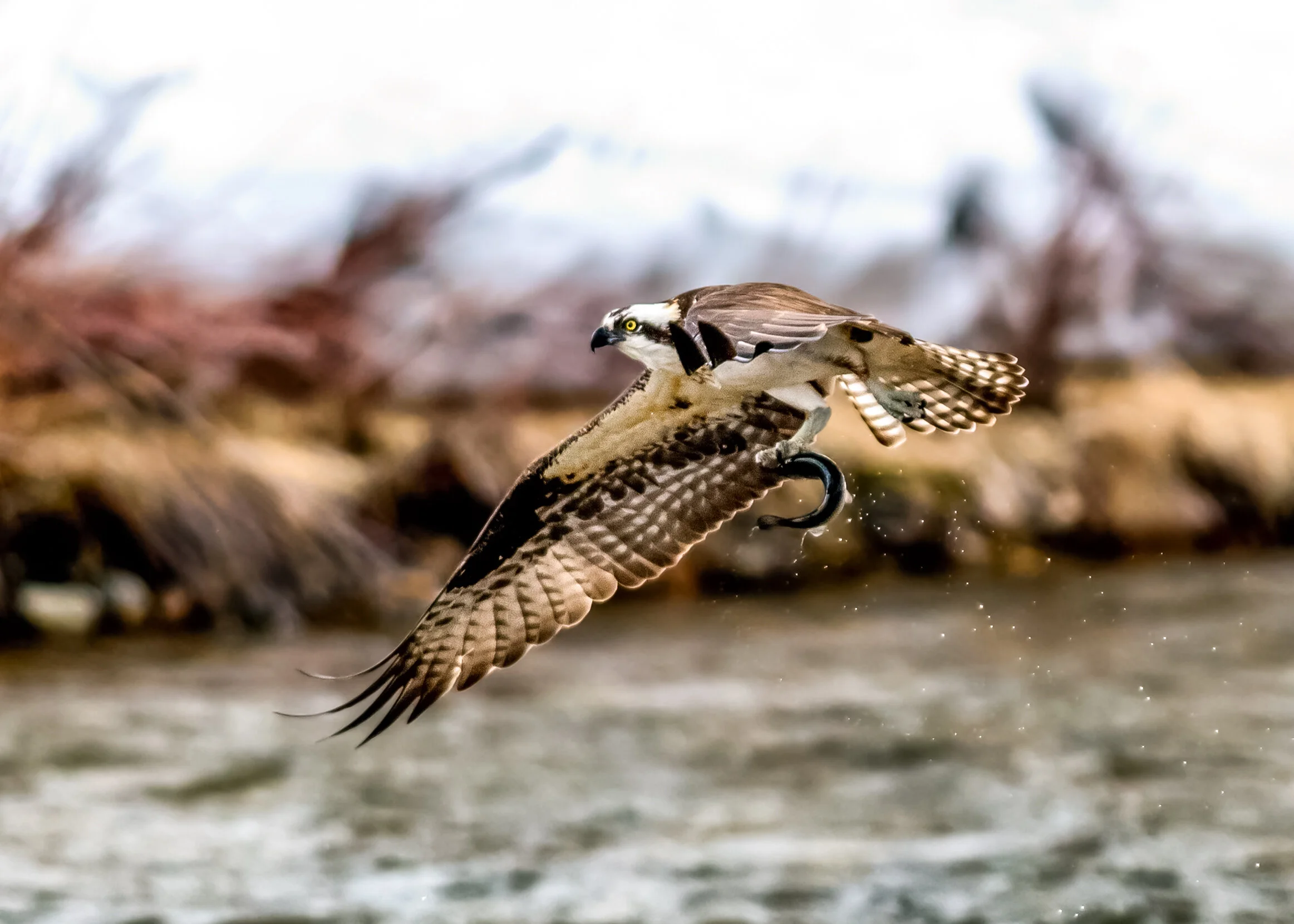 _DSC8773-Edit-2.jpg