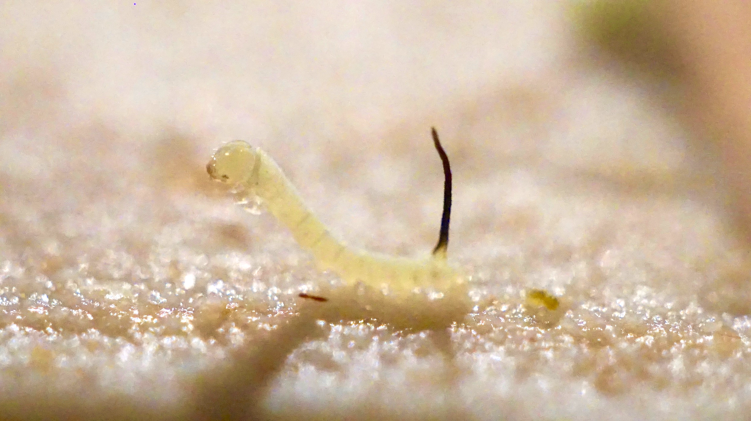 First-instar Manduca sexta larva in defensive position