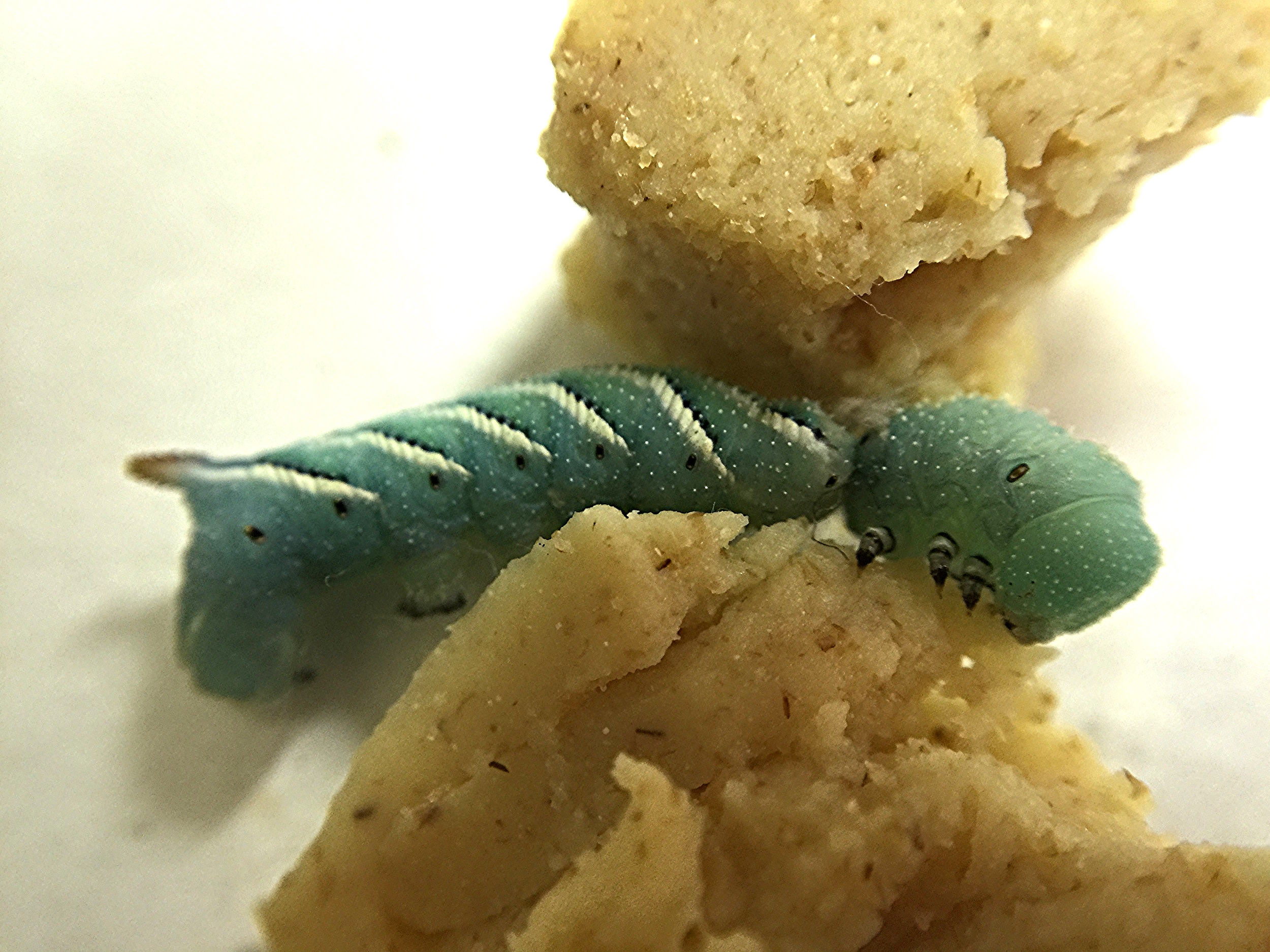 Our group's first ligated Manduca sexta larva, freshly molted to the 4th instar. Over the next several days, we will be monitoring the posterior and anterior sections of this and our other ligated larvae to see whether or not each side shows signs of pupation.