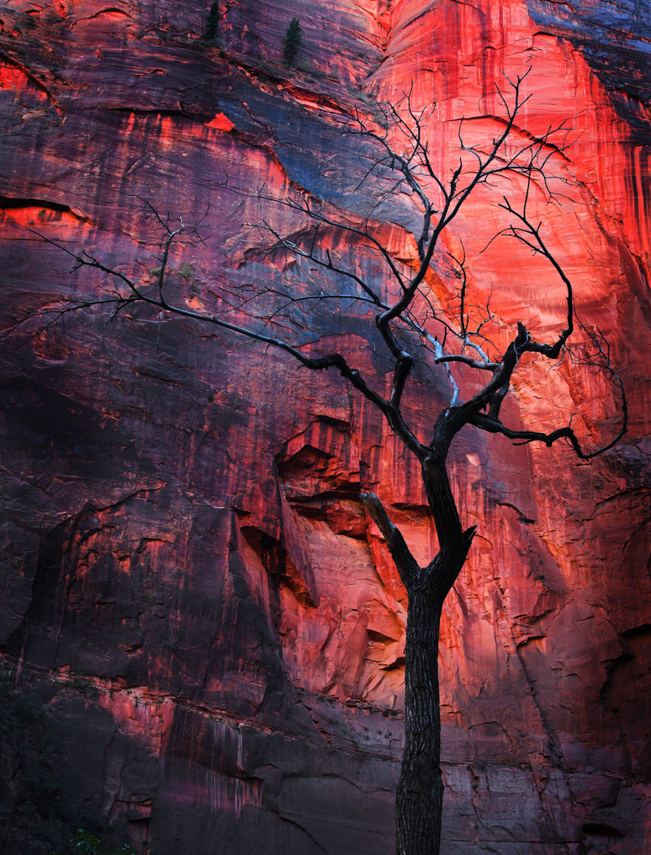 Bare_tree_zion.jpg