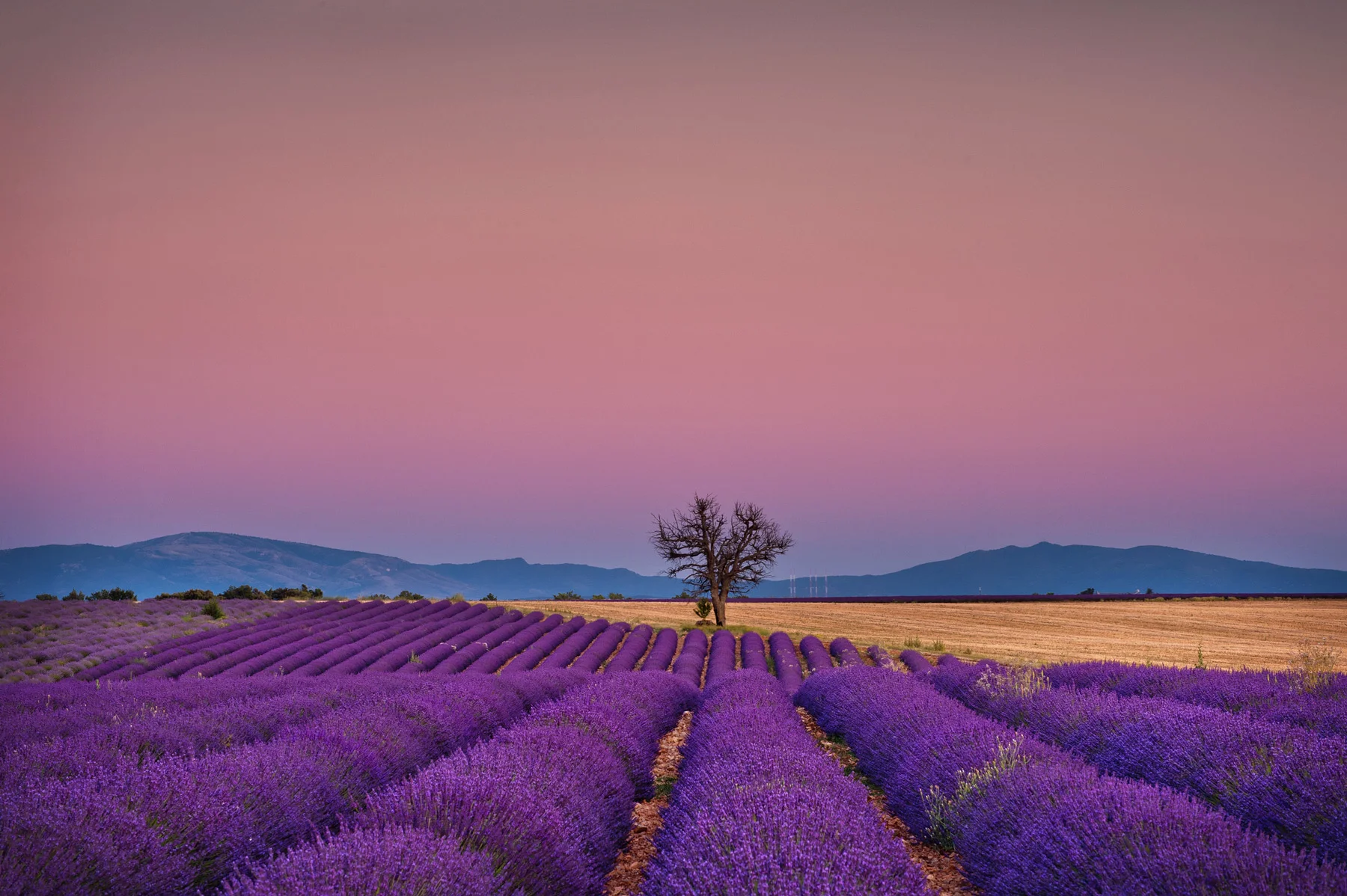 LavenderSunsetSkyFrance.jpg