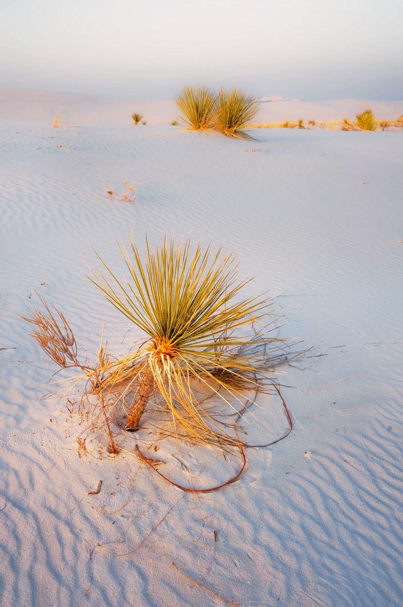 YuccaSunset_WhiteSands_NewMexico.jpg