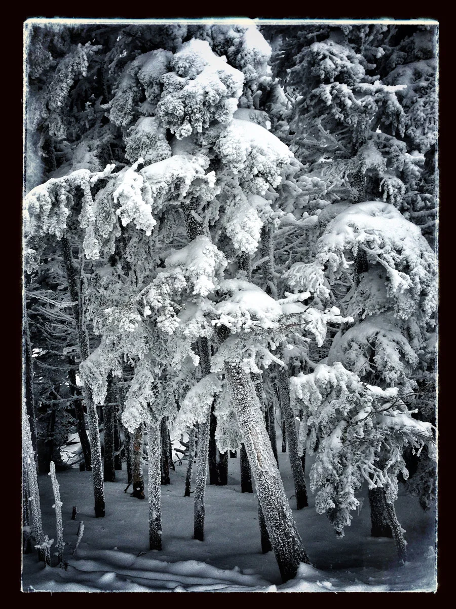 KillingtonTree.jpg