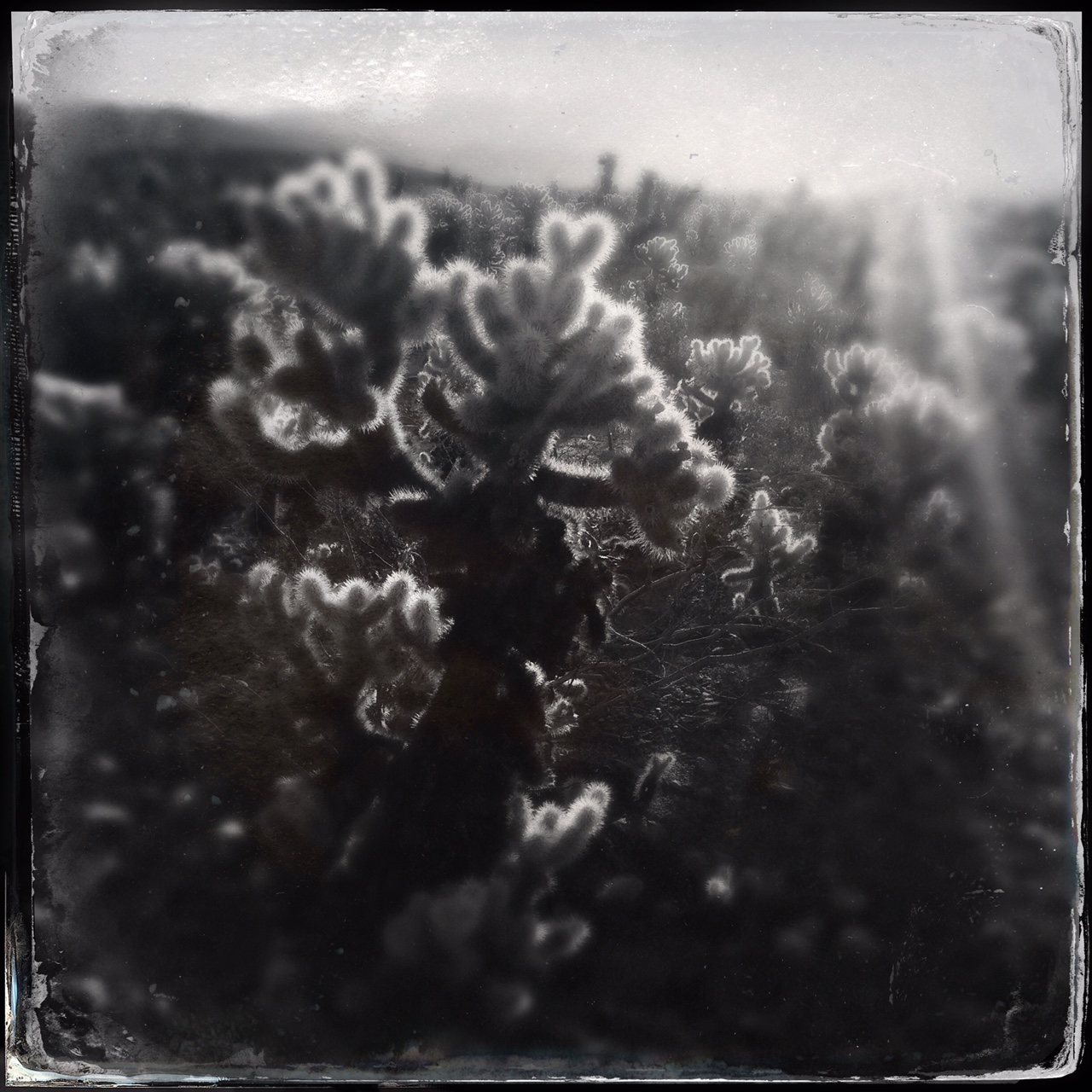 Cholla cactus