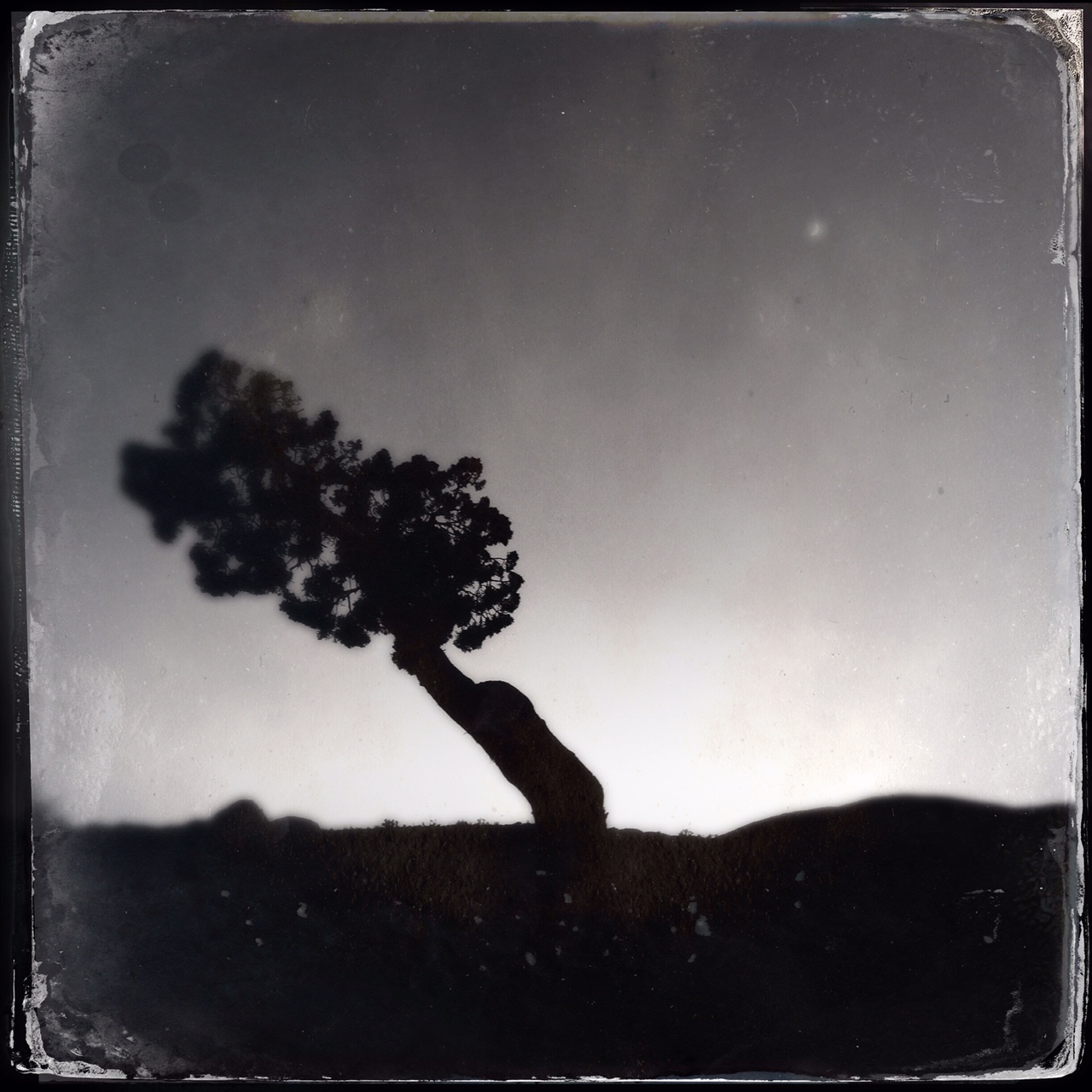 Joshua tree national park