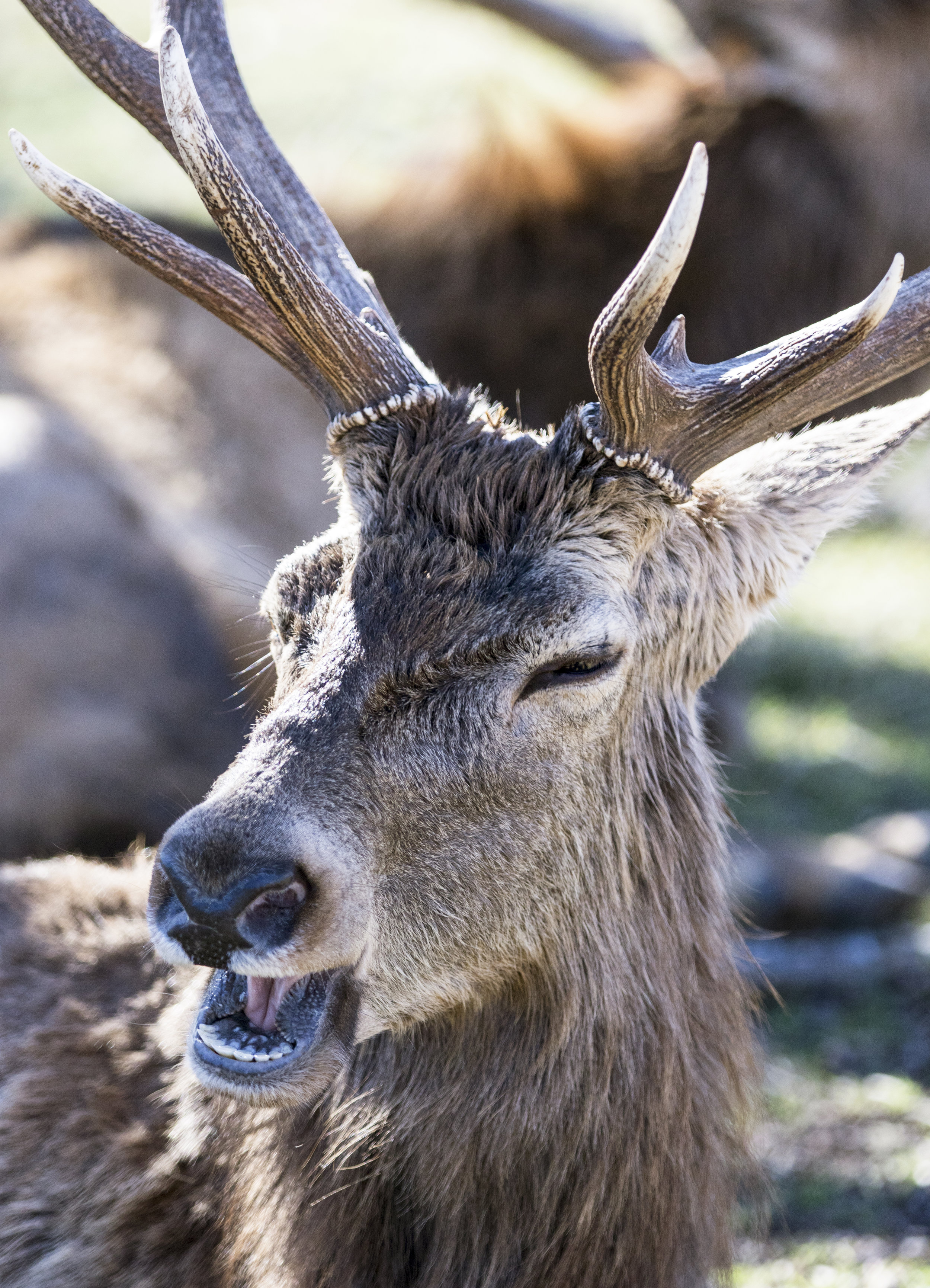 Deer Yawning.jpg