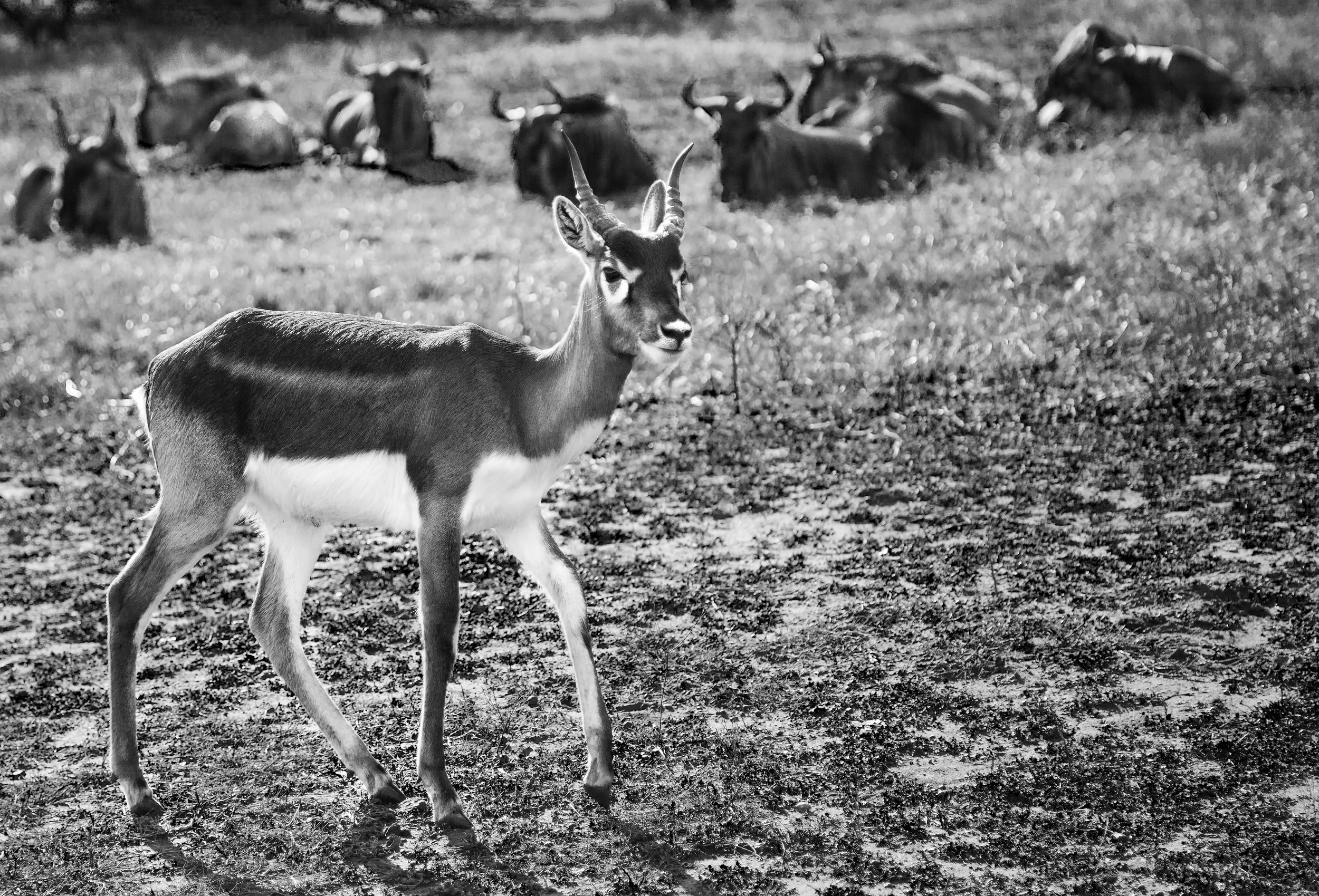 Antelope and Wildebeest BW.jpg