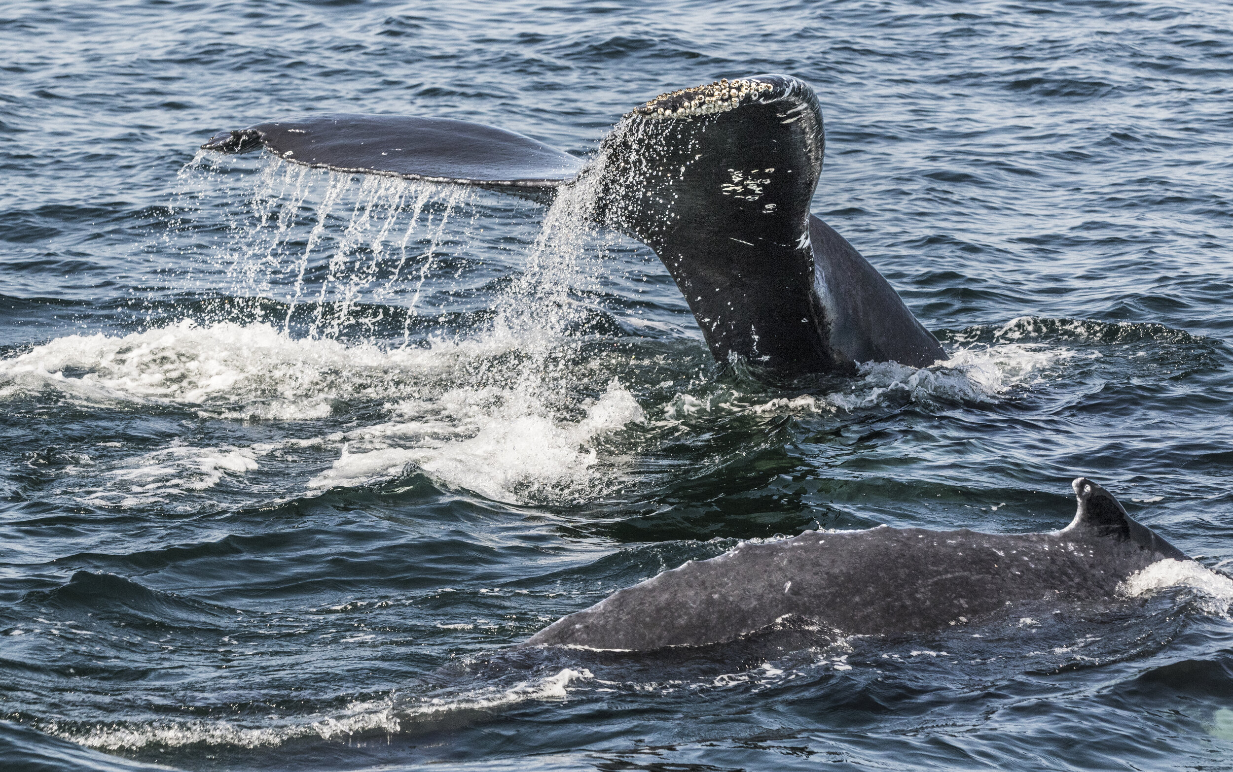 Whale tail.jpg