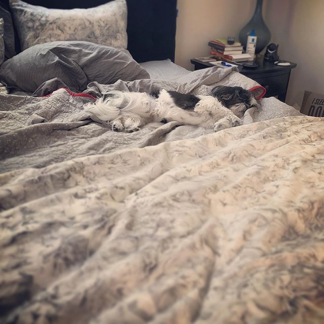 Expecting a lot of bad progress reports from the dog sitter while on vacation #trouble #thepenny #verylazy #butstubborn