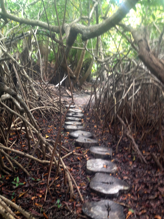 cenote-path_1098.jpg