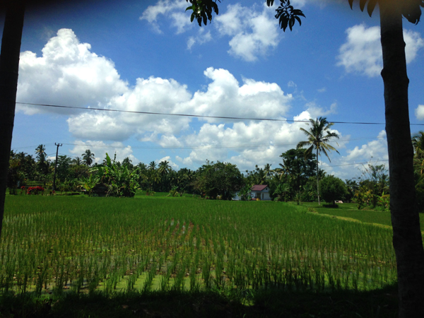 rice fields_1106.jpg