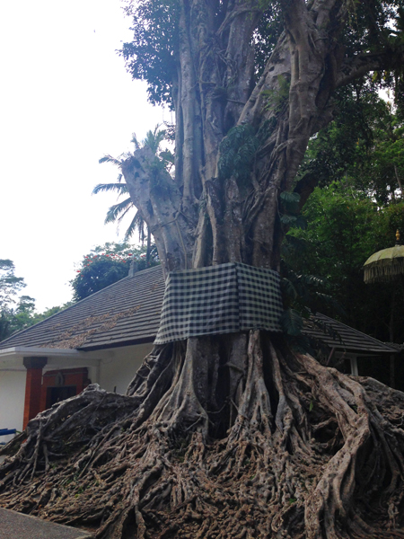 Tree spirit_0982.jpg