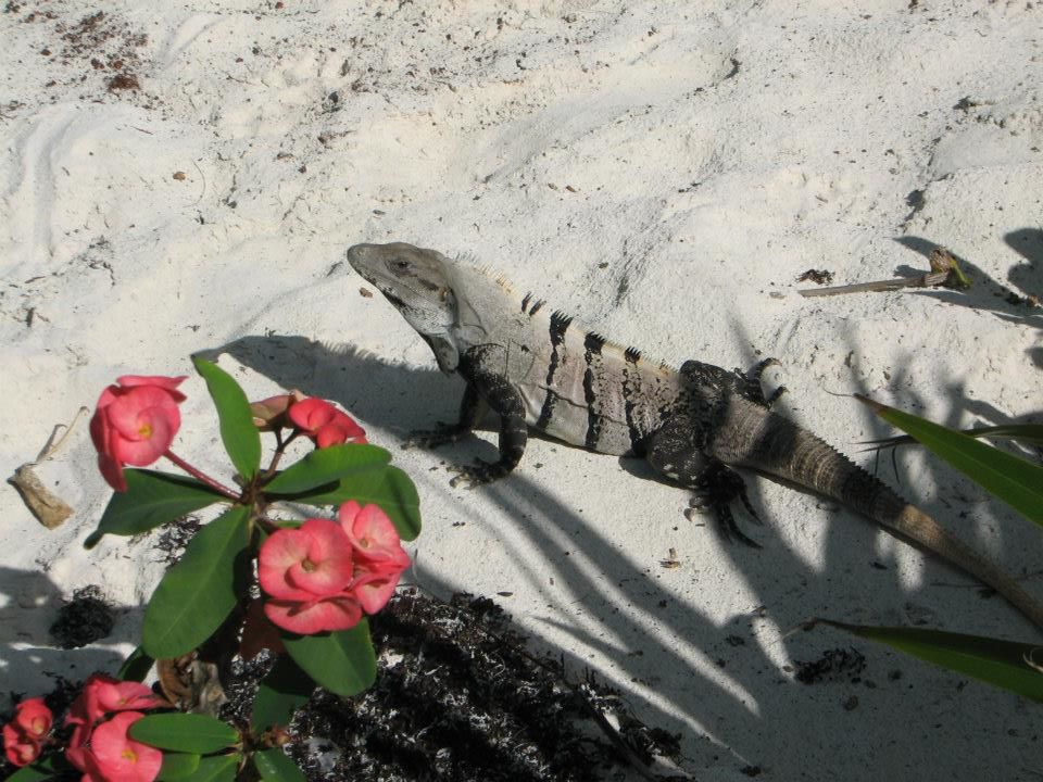 iguana with flowers.jpg