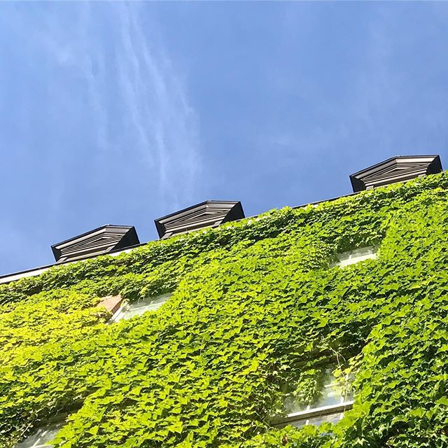 Just creepin&rsquo;. #🍃
-
#boston #bostonma #beaconhill #ivy #building #architecture #architexture #topsofthings