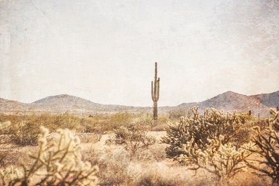 Arizona Foodie Travel Guide