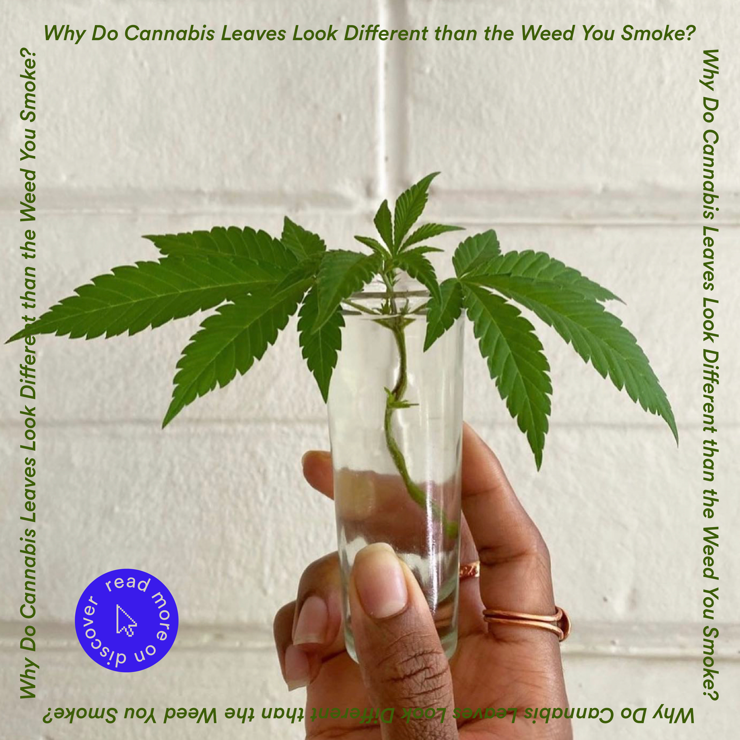 cannabis leaves blog_ig post-01.png