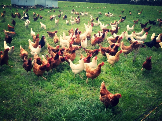 Chickens