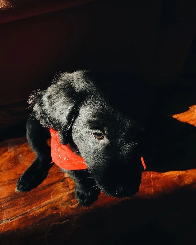 Nuestro &uacute;ltimo alimento si todo sale muy mal: Momo. Por ahora, nuestra amada mascota.