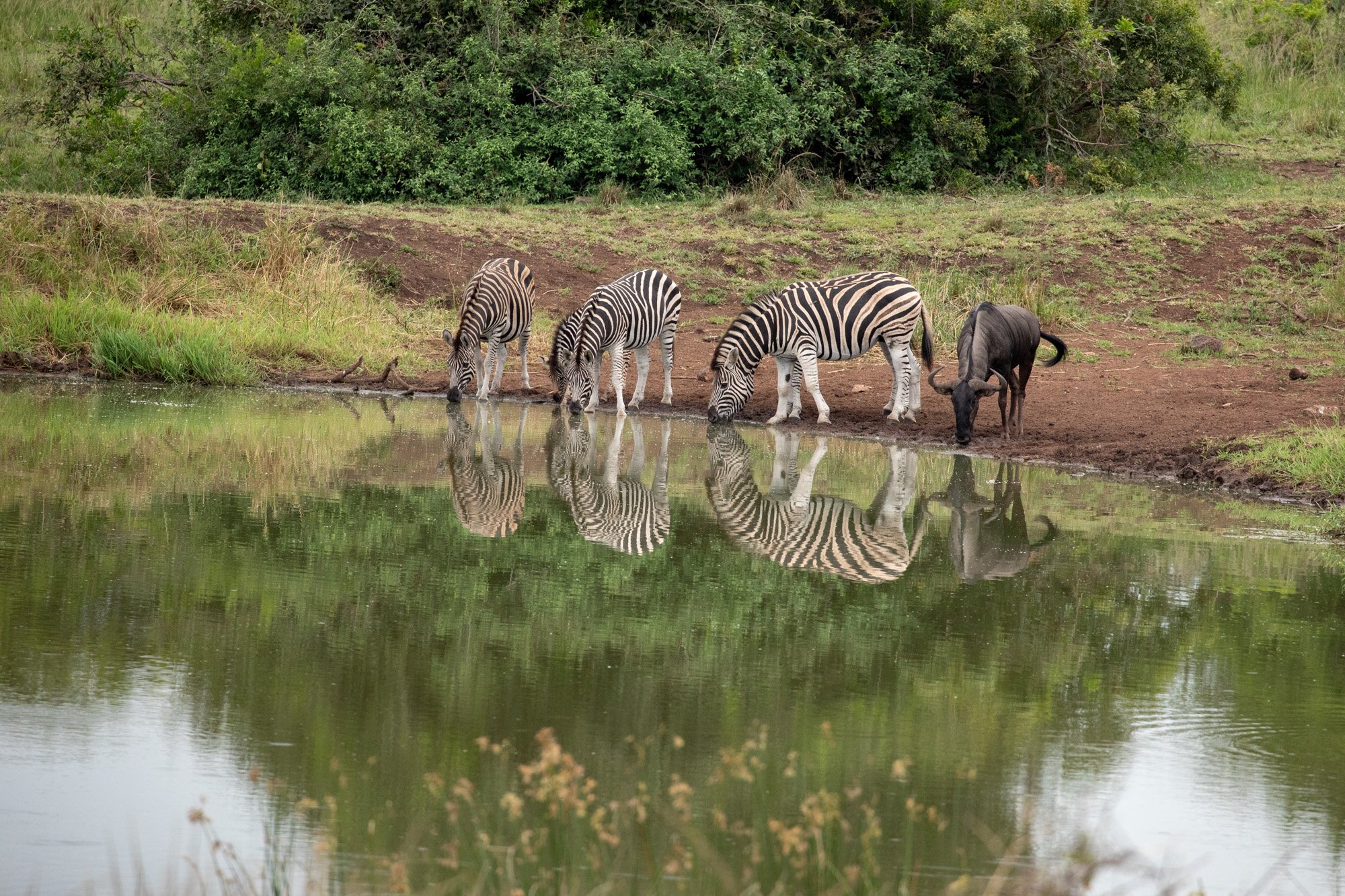 3 Zebras and a Wilderbeast