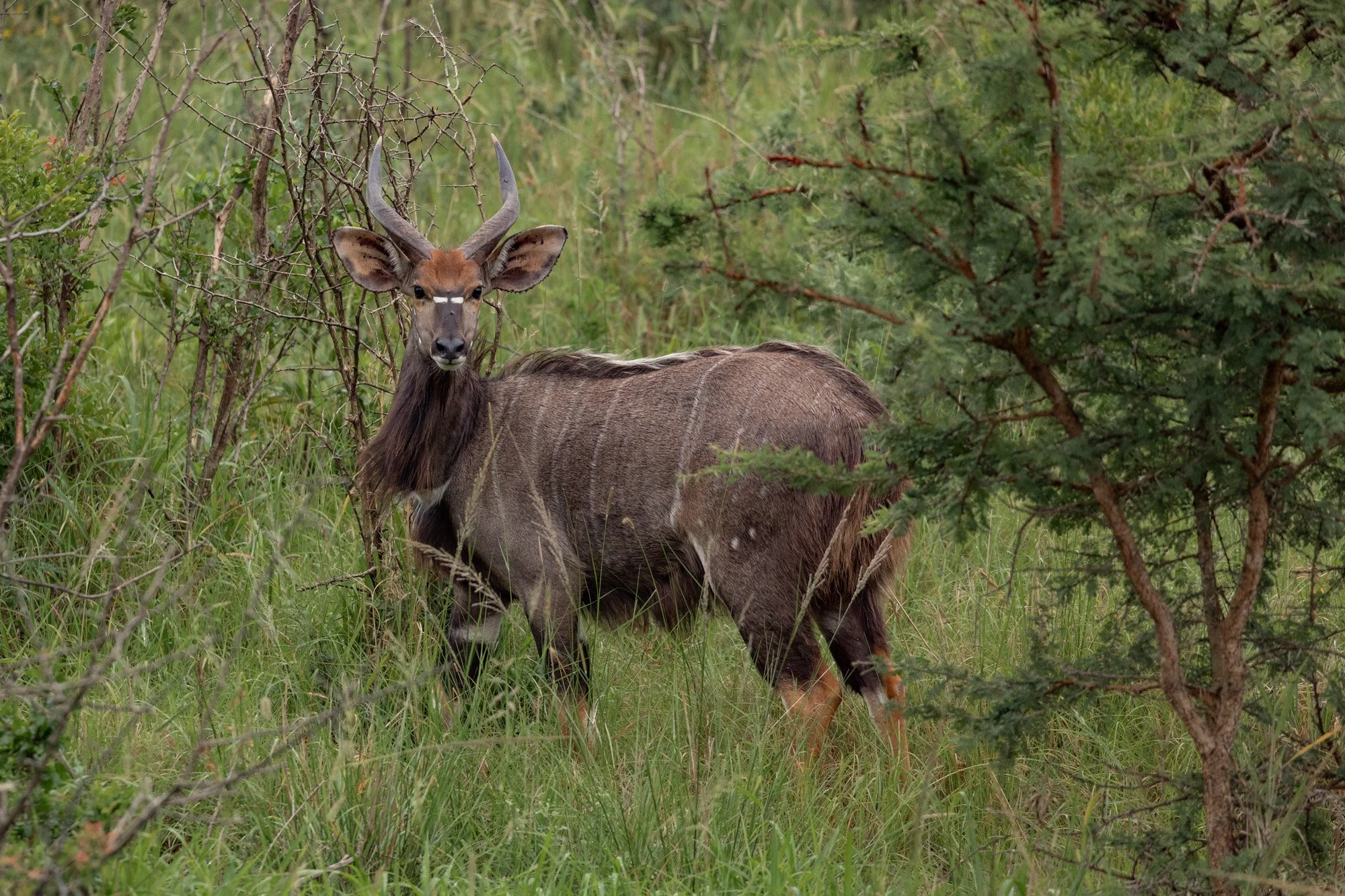 Nyala 