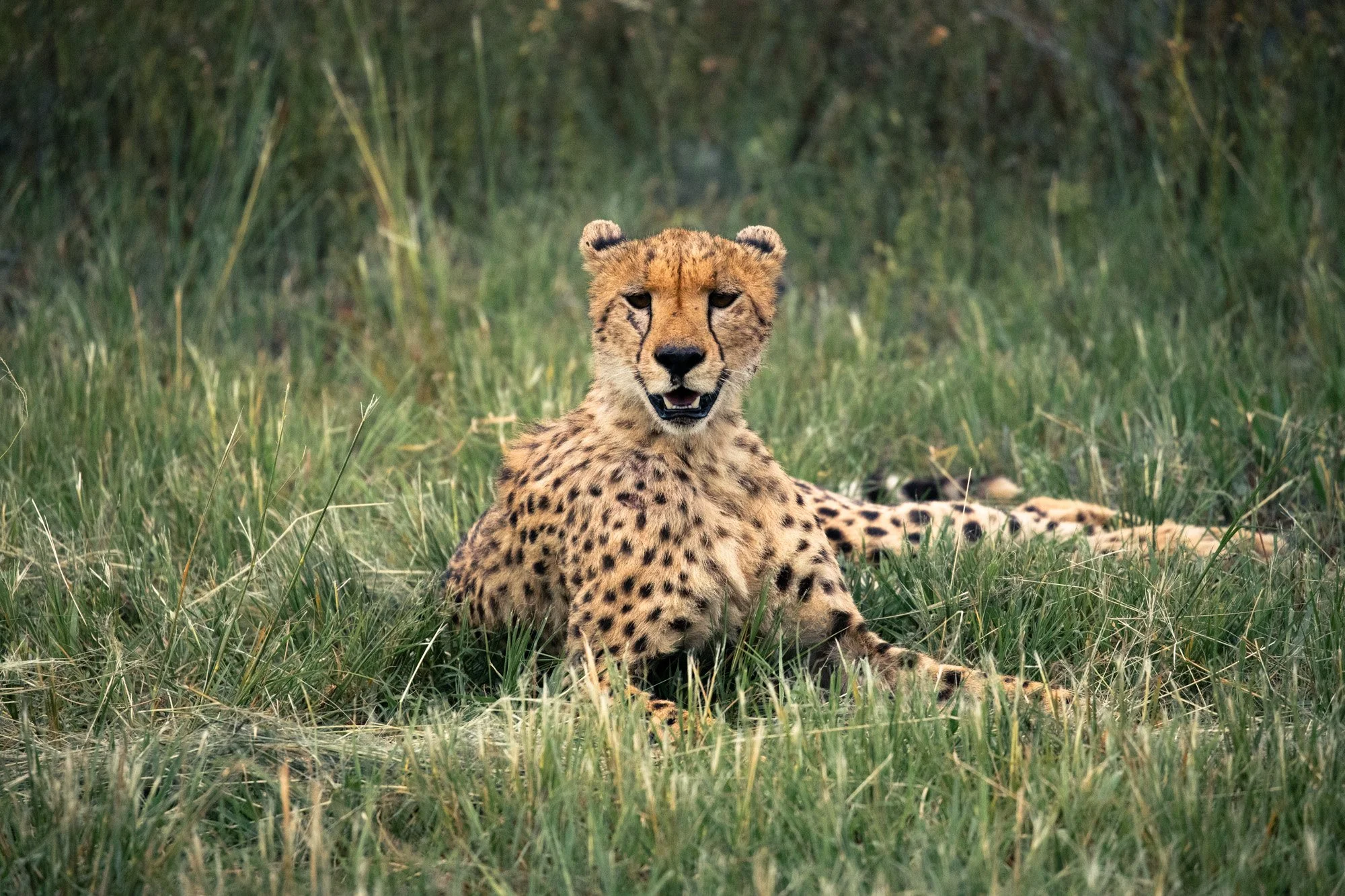 Cheetah 