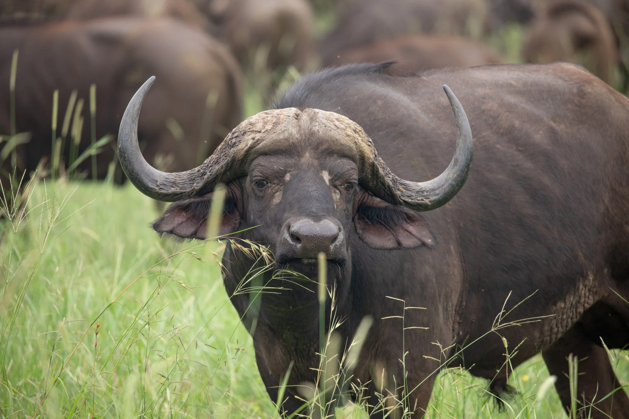 Cape Buffalo