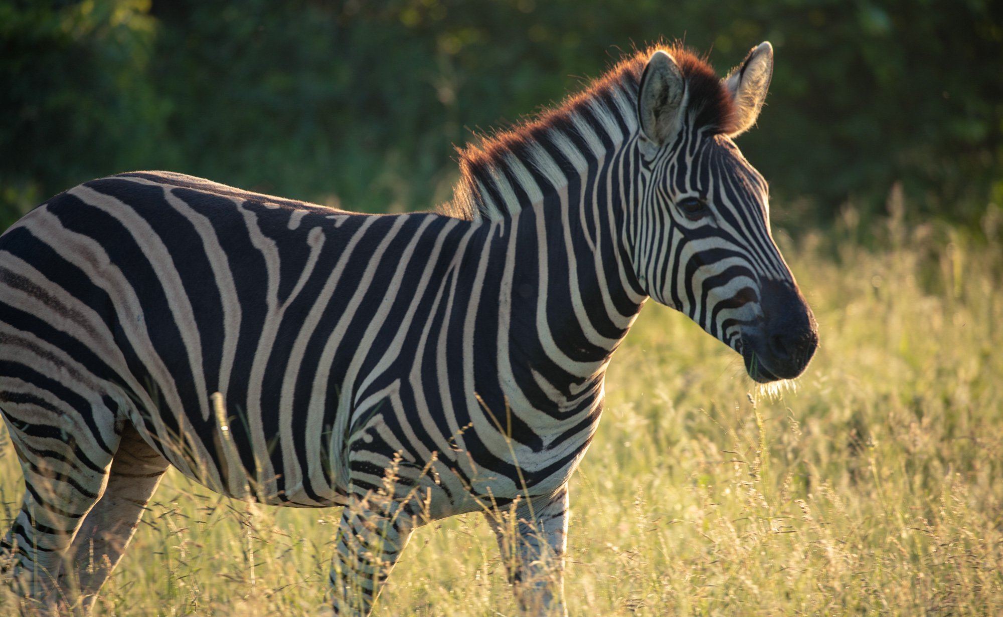 Zebra