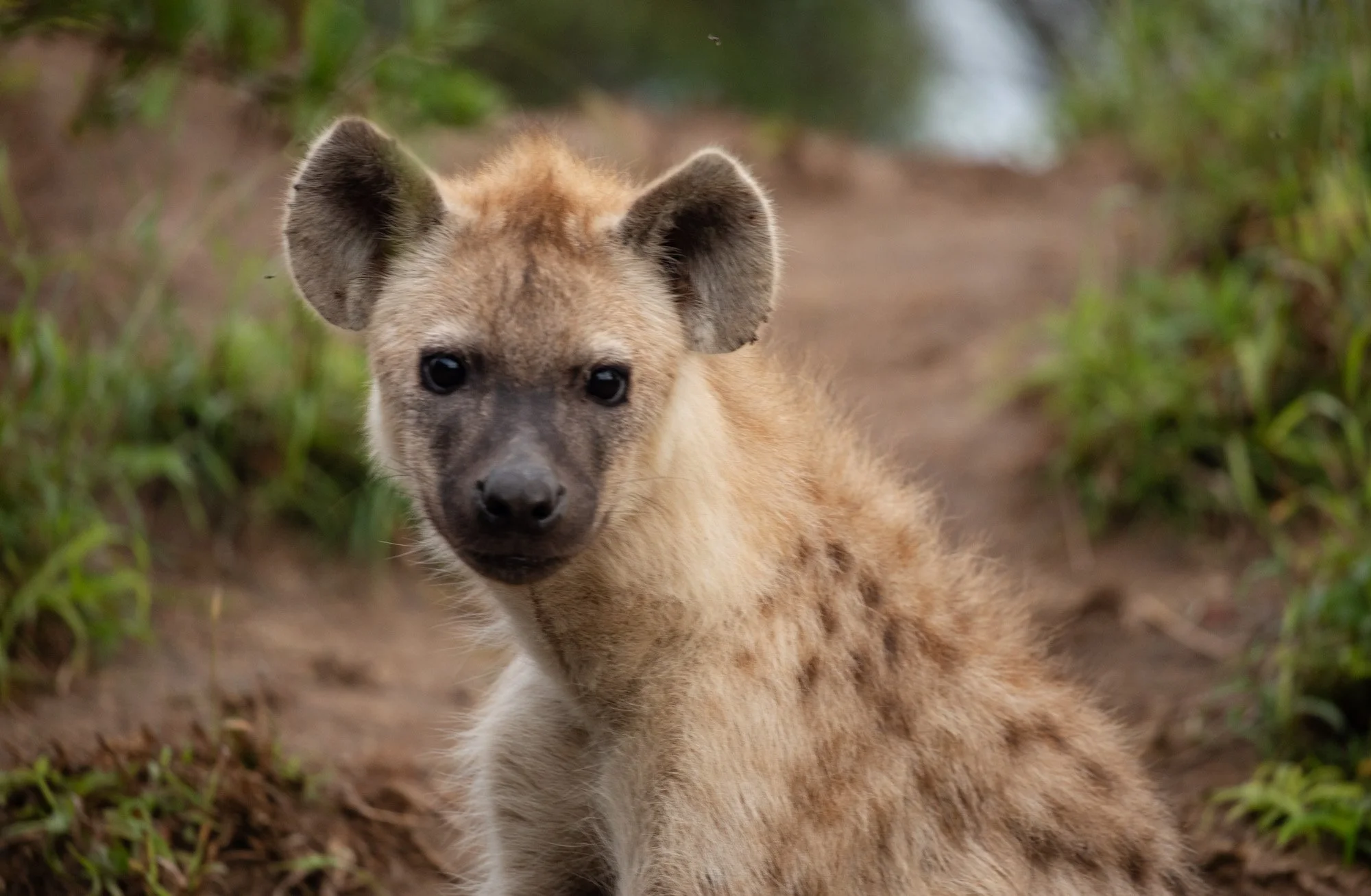Hyena cub