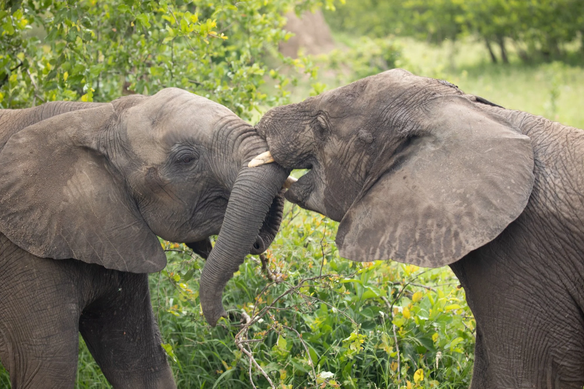Jr Elephants playing 