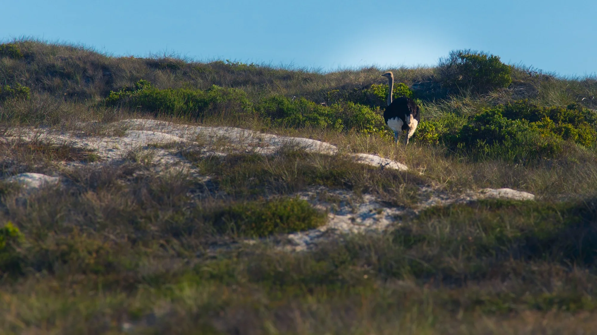 West Coast National Park 