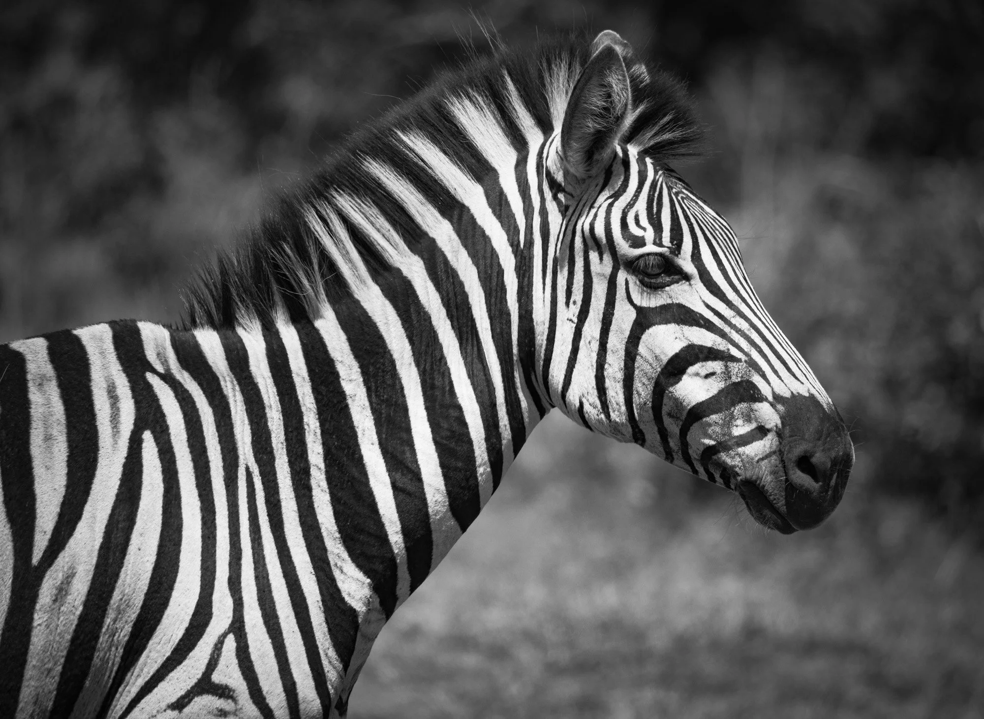 Zebra
