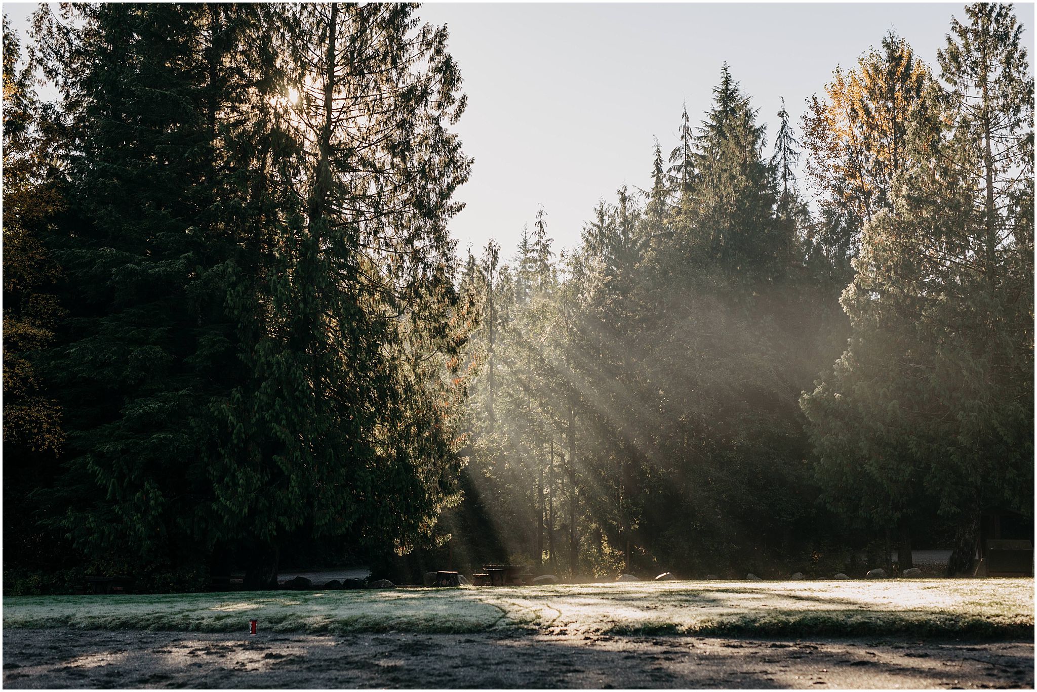 trees sun beams shining through cold fog fall engagement session