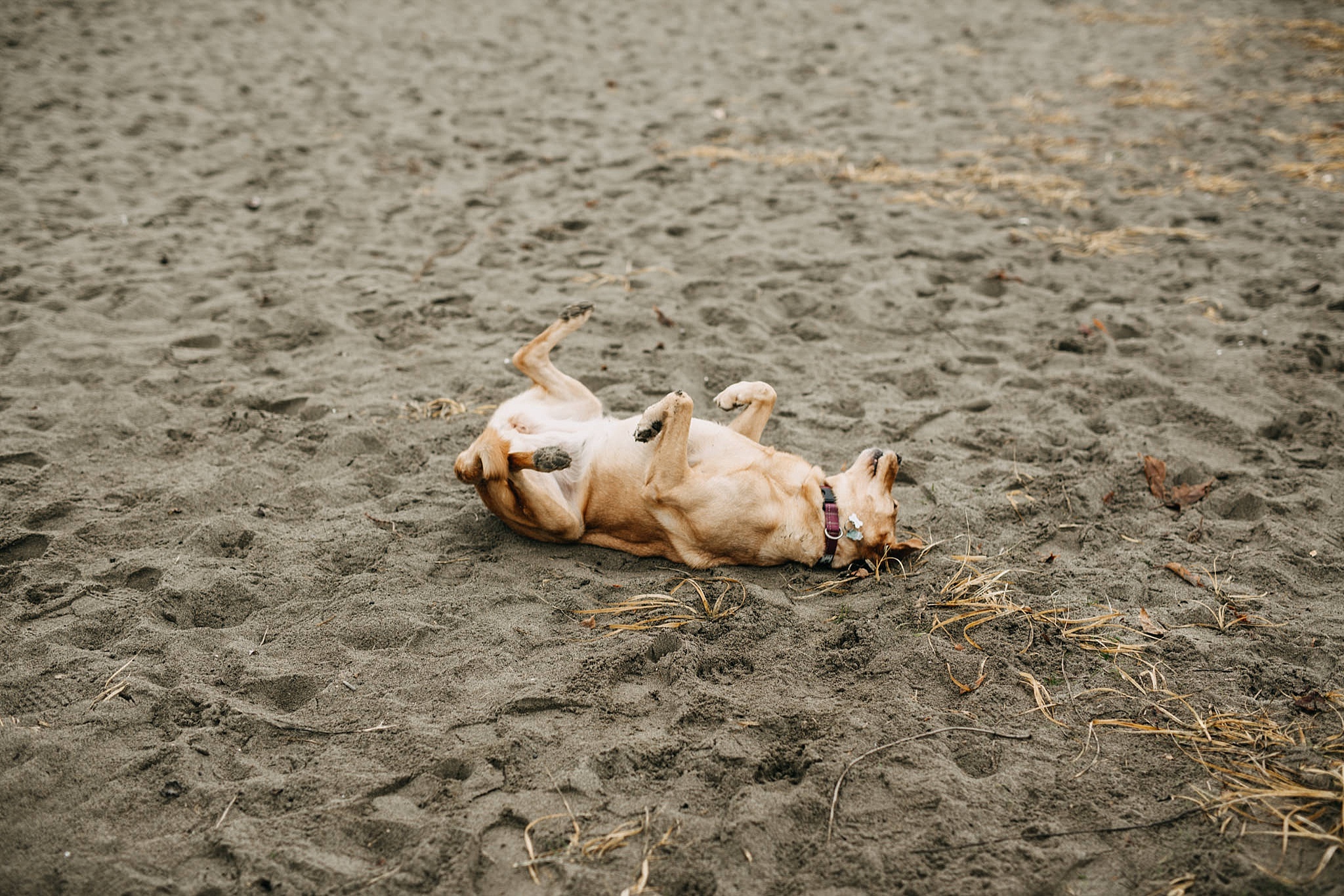 puppy rolling in sand on spanish banks beach