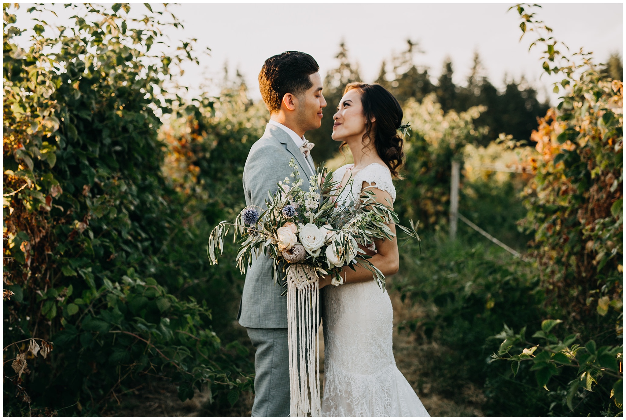 bride and groom sunset portrait in vineyard at krause berry farm wedding