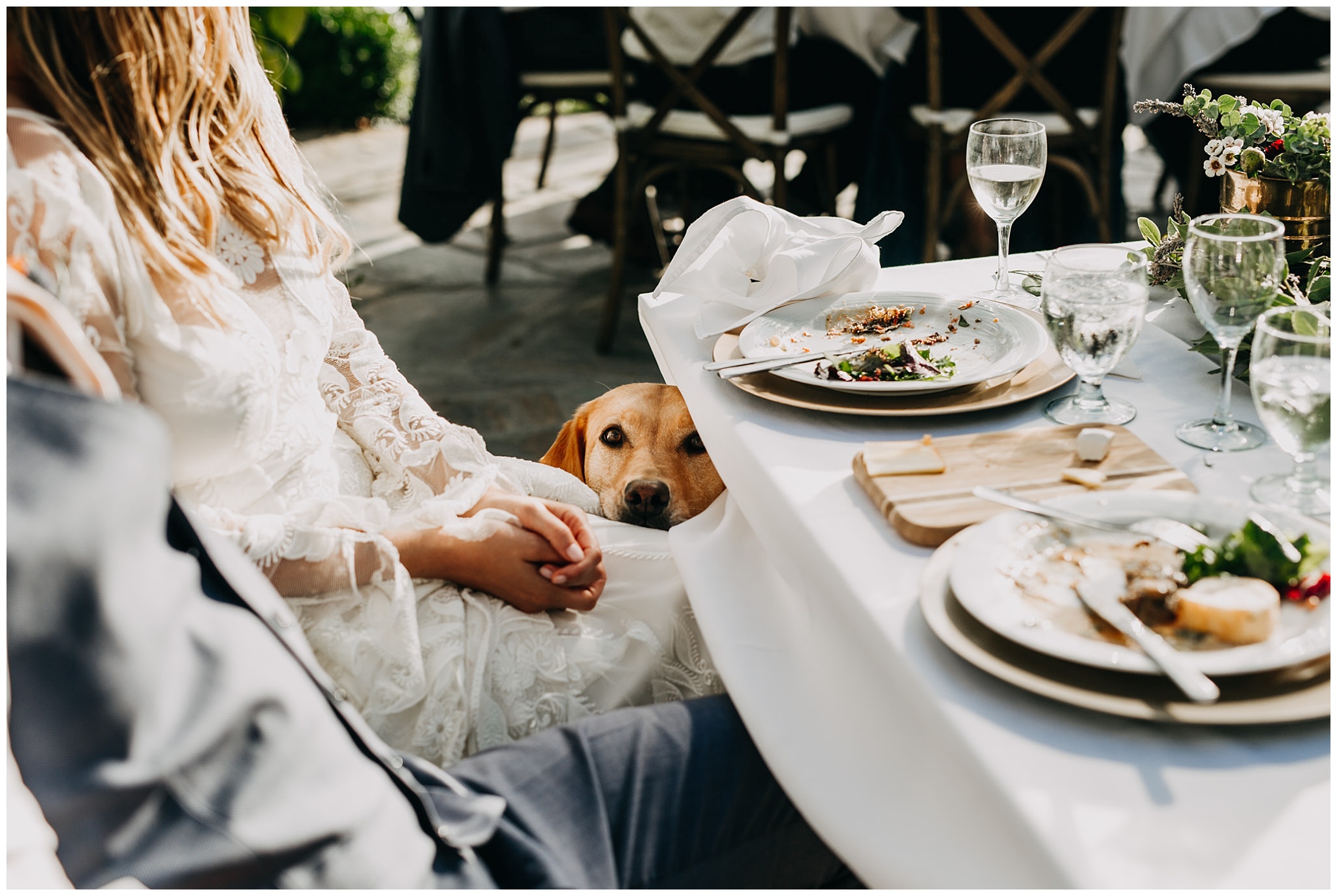 candid moment between bride and dog at intimate mayne island backyard wedding