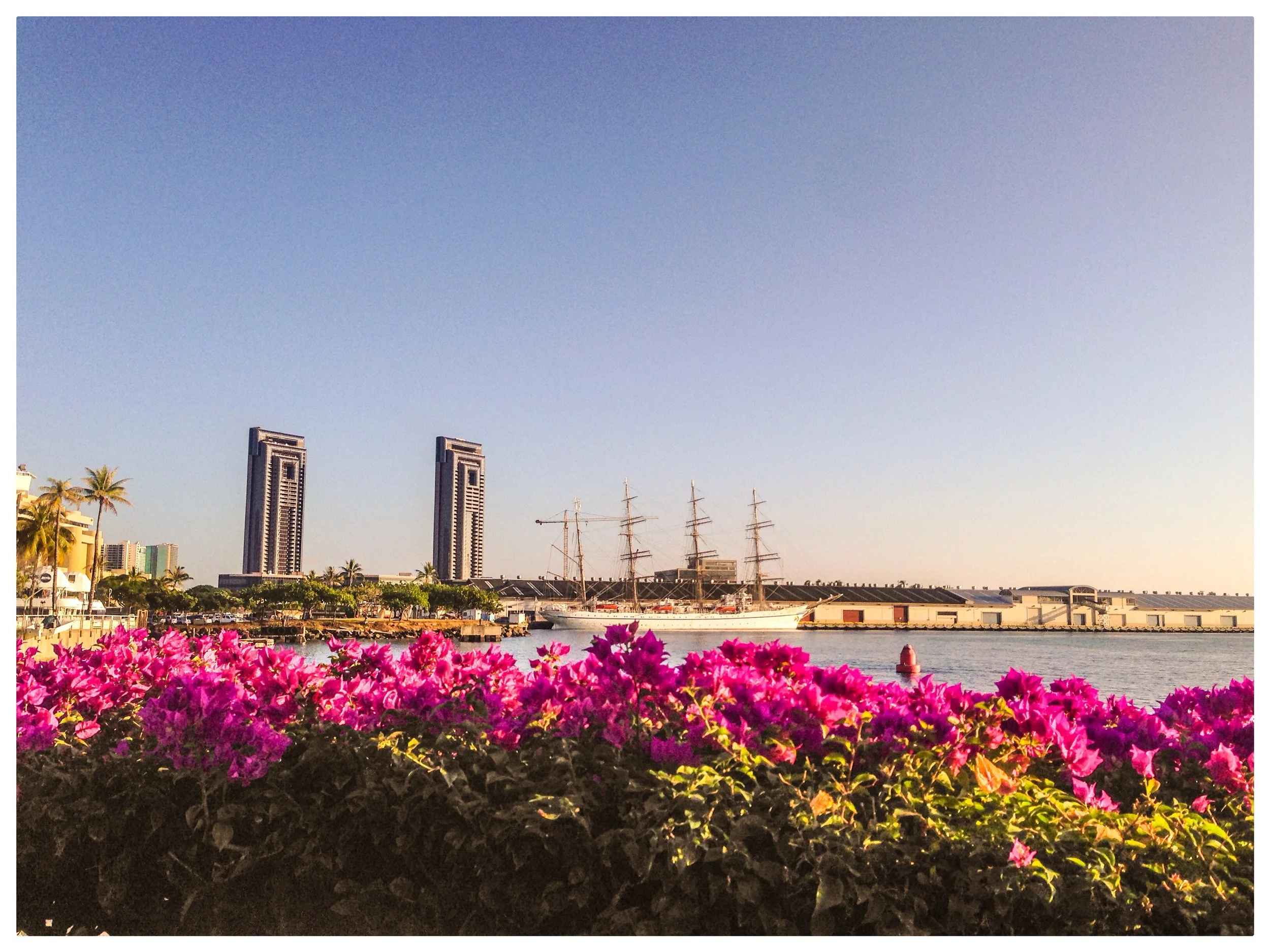 The color contrast btwn the light blue sky and the ocean is Eyegasmic with these fuscia flowers! 