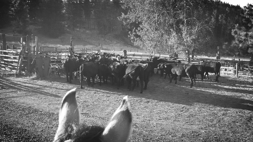 Things To Do — Wine Down Ranch