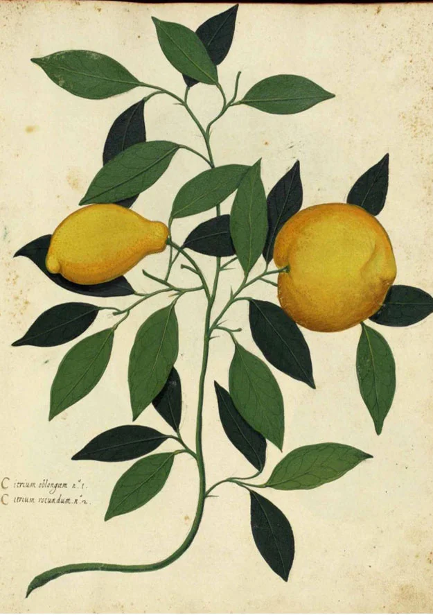 Vinegar Rinse for hair 25ml water 2 teaspoons cider vinegar 3 drops lemon essential oil, or try lemon juice Mix together, and rinse hair. Rinse well after using.